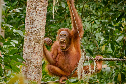 Wall Mural Orangutan spotted in the rainforest of Borneo Island of Malaysia.