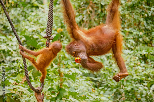 Photography Orangutan spotted in the rainforest of Borneo Island of Malaysia.