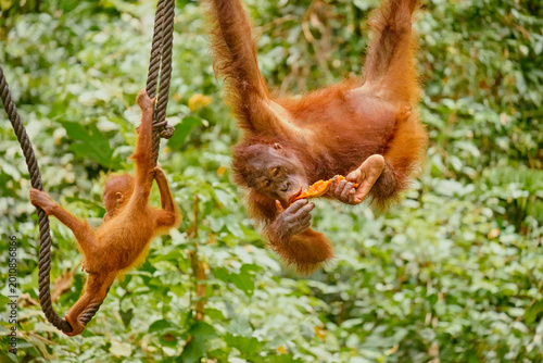 Photography Orangutan spotted in the rainforest of Borneo Island of Malaysia.