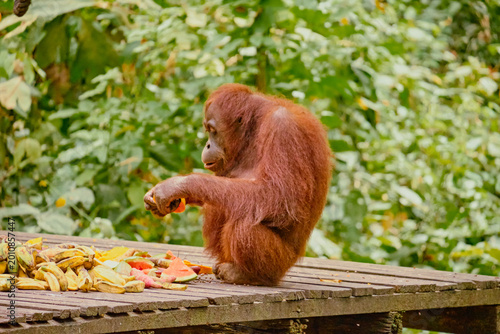 Canvas Print Orangutan spotted in the rainforest of Borneo Island of Malaysia.
