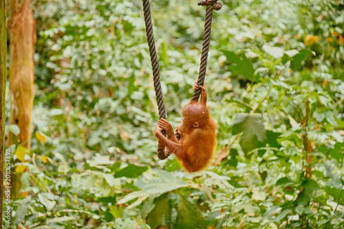 Photography Orangutan spotted in the rainforest of Borneo Island of Malaysia.