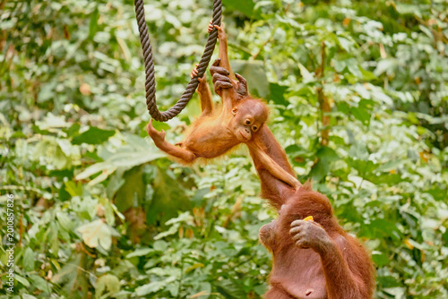 Orangutan spotted in the rainforest of Borneo Island of Malaysia.