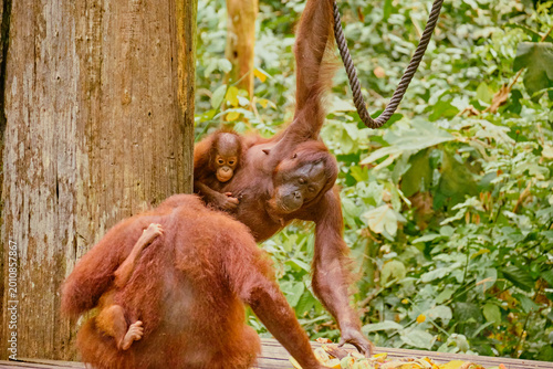 Orangutan spotted in the rainforest of Borneo Island of Malaysia.