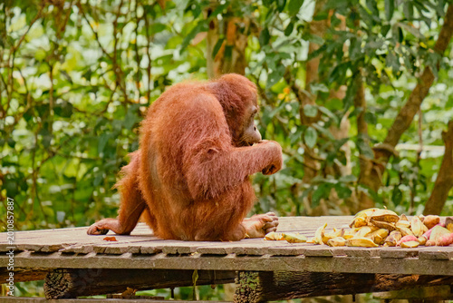 Orangutan spotted in the rainforest of Borneo Island of Malaysia.