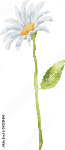 Delicate Watercolor Daisy Stem with Single Leaf