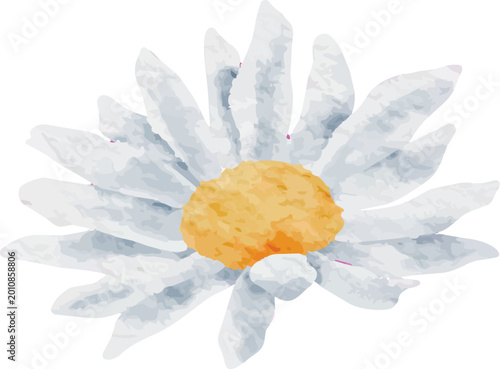 Quadro su tela Delicate White Daisy with Bright Yellow Center