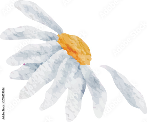 Abstract Watercolor Daisy White Petals Orange Center