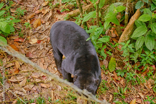 Sun Bear at Bornean Sun Bear Conservation Centre in Sandakan Borneo