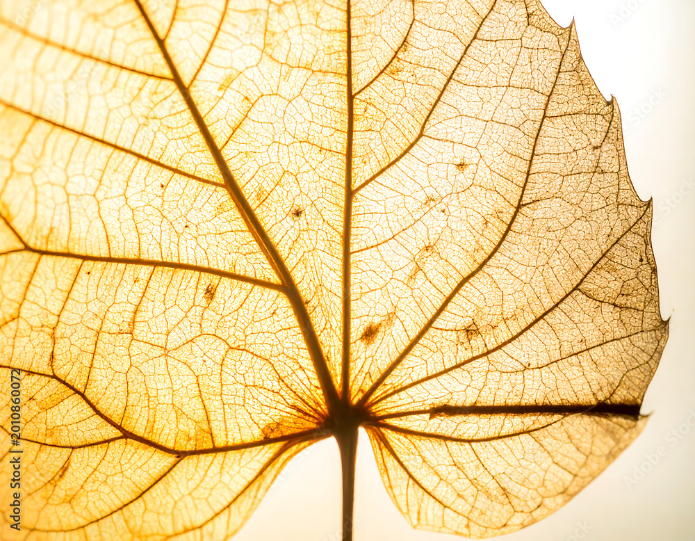 Obraz premium Detailed CloseUp of a Leaf Showing Veins.