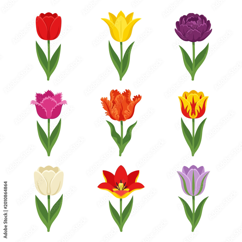 Obraz premium colorful 9 tulip collection featuring different blooming petal shape versions