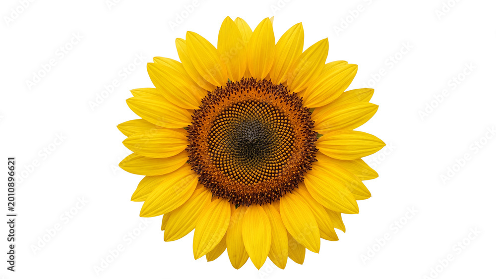 Fototapeta premium Bright Yellow Sunflower Blossom Isolated on Transparent Background