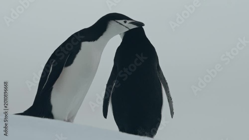 Pair of chinstrap penguins walk, touch beaks and stand together on snowy Antarctic iceberg in intimate close-up wildlife footage