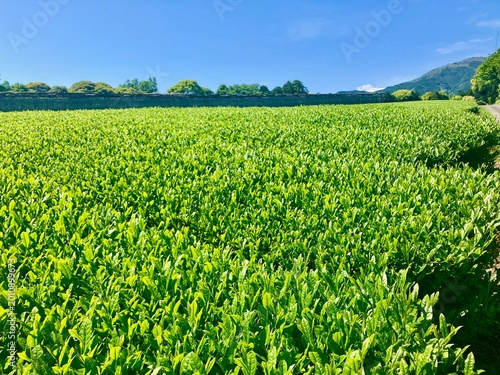 Obraz na plátne Tea farm in Numazu, Shizuoka Prefecture, Japan