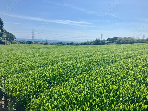 Tea farm in Numazu, Shizuoka Prefecture, Japan