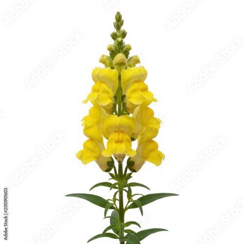 Single stalk of a vibrant yellow snapdragon flower with intricate velvety petals and deep green leaves against a solid clinical white background botanical study