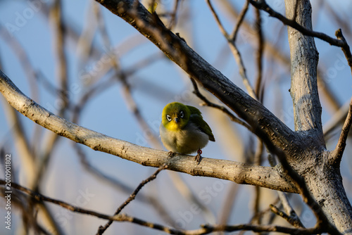 Foto A dark green white-eye perches quietly on a slender branch in spring