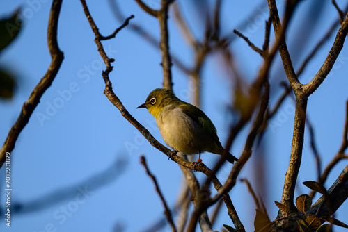 Tableau sur toile A dark green white-eye perches quietly on a slender branch in spring