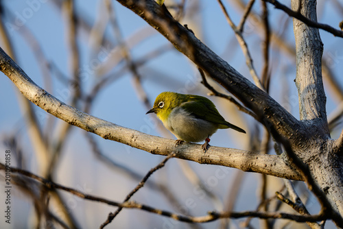 Cuadro en lienzo A dark green white-eye perches quietly on a slender branch in spring