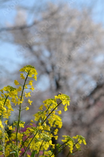 【京都】平野神社に咲く早咲きの桜
