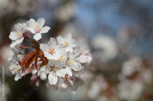【京都】平野神社に咲く早咲きの桜