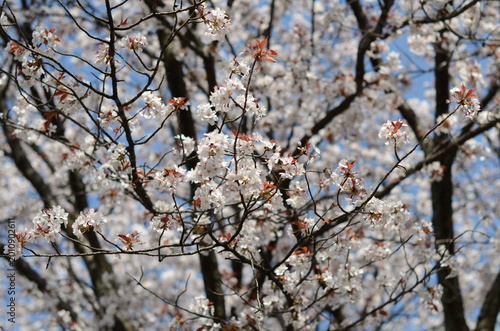 【京都】平野神社に咲く早咲きの桜