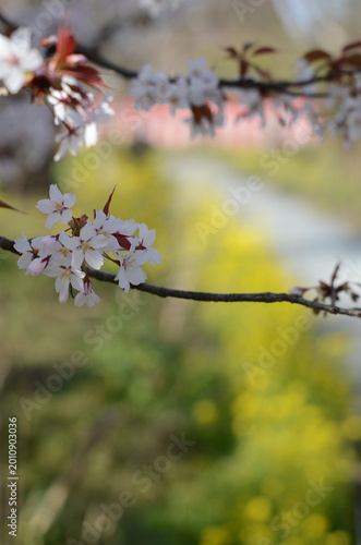 【京都】平野神社に咲く早咲きの桜