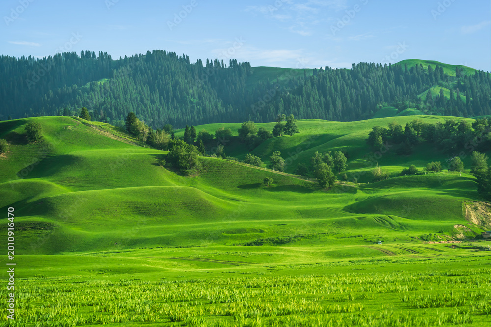 Naklejka premium Beautiful green hills and lush meadows under a clear blue sky at Nalati Grassland in Xinjiang, China