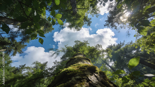 Majestic upward view through lush dense canopy featuring vibrant green foliage bathed in bright natural sunlight with fluffy white clouds peeking through gaps creating a serene and ethereal