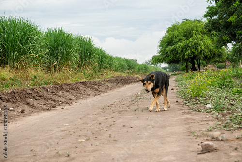 Fotografie Perro mestizo caminando sobre un camino de tierra en entorno rural con vegetación a los lados