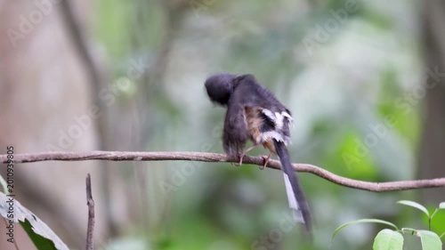 The White-rumped shama on a branch
