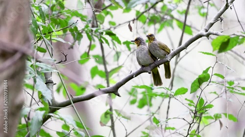 The Stripe-throated Bulbul on a branch