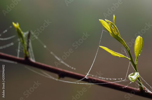 Konstfotografi The beauty of nature in the morning, with the highlight being the dew drops on spiderwebs clinging to branches and young leaves of plants