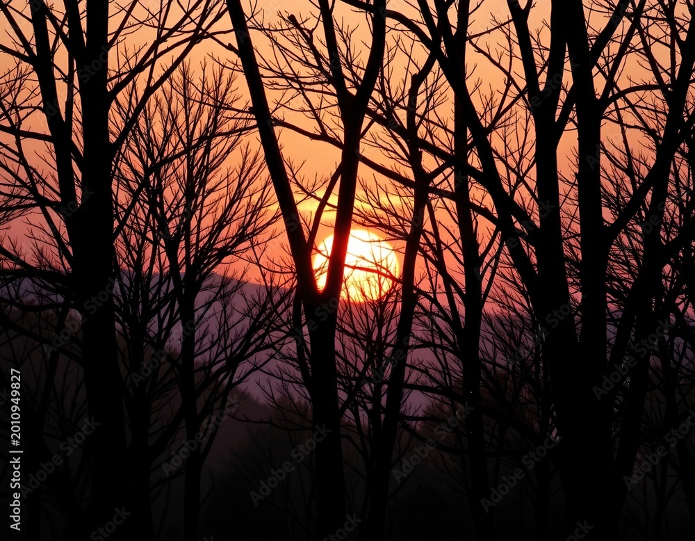 Obraz premium Sunset Over Forest Silhouette with Vibrant Sky