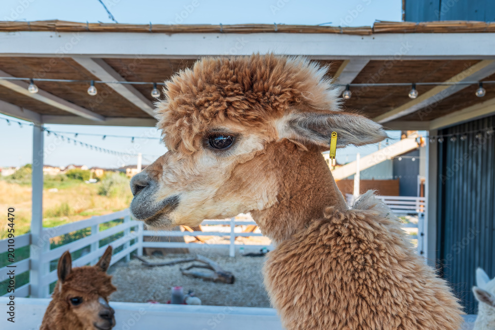 Fototapeta premium Close-up of a brown alpaca, showing its face and woolly neck.