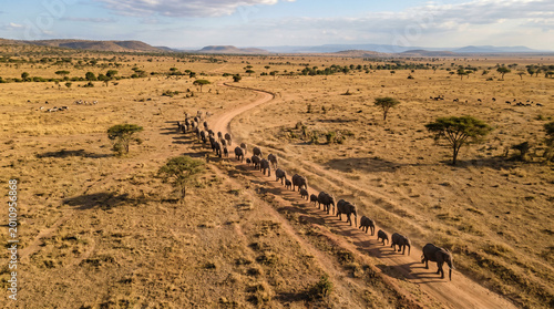 Bild auf Leinwand Aerial view of a herd of african Elephant  walking on a path in African savanna, Tanzania