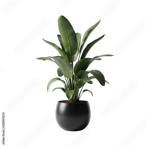 Strelitzia nicolai plant in a black round pot isolated on transparent background
