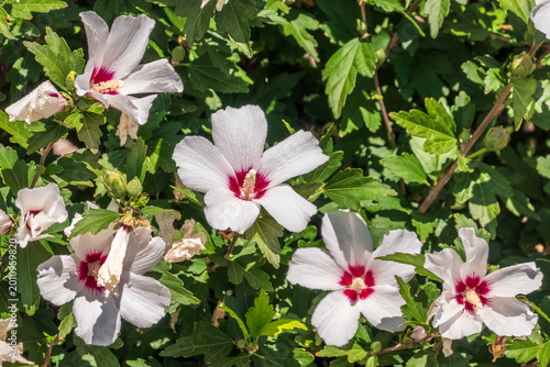 Pink flowers of Hibiscus moscheutos plant close-up. Hibiscus moscheutos, swamp hibiscus,