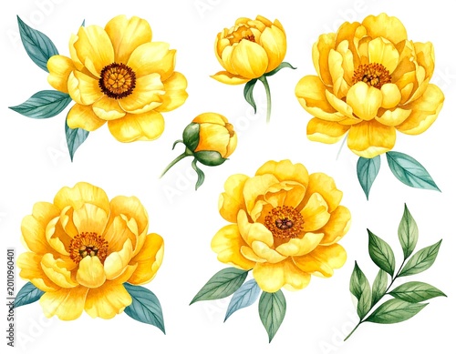 Watercolor illustration of radiant, blooming golden flowers with detailed petals, buds, and verdant leaves arranged against a pristine white background