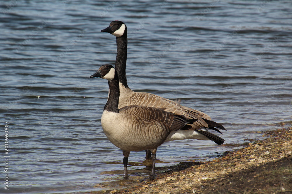 Fototapeta premium canada goose on the beach