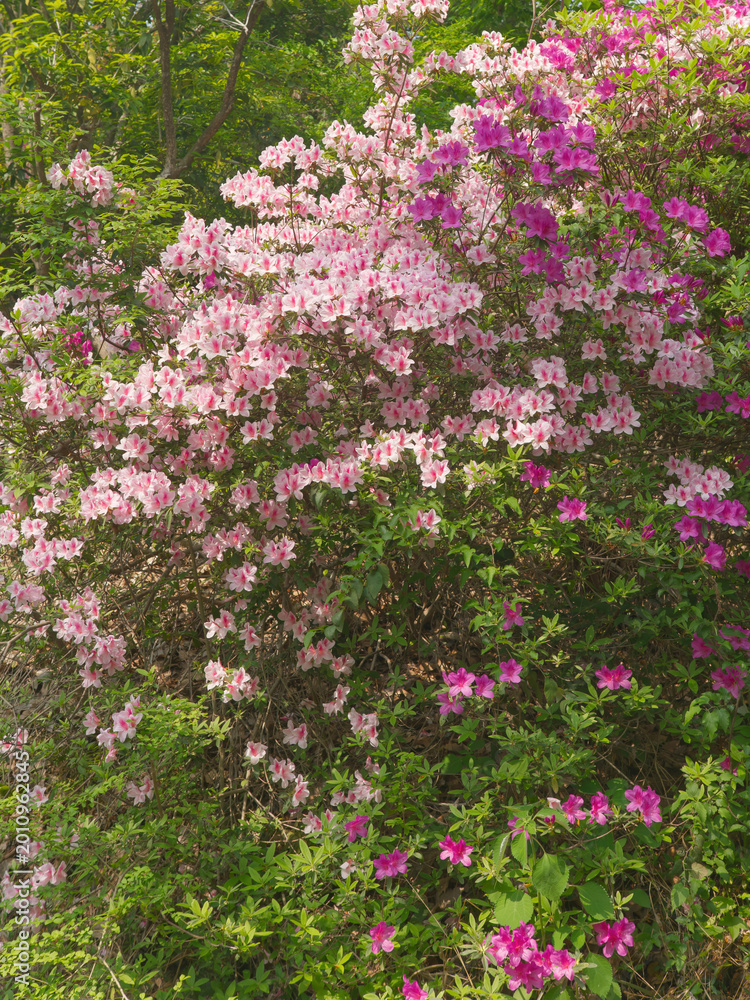 Fototapeta premium Vibrant Pink and Purple Azaleas Blooming in Spring