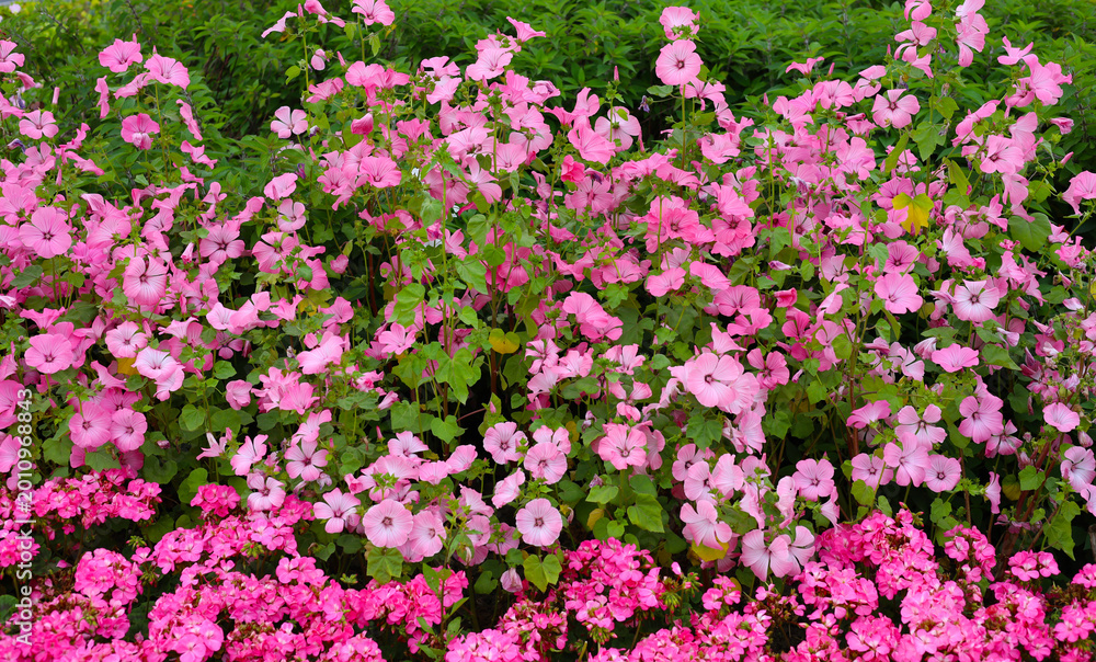 Fototapeta premium Beautiful pink mallow flowers blooming in the garden.