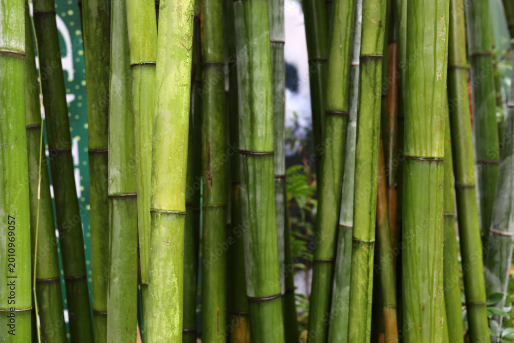 Obraz premium Green bamboo forest at Chengdu Research Base of Giant Panda Breeding