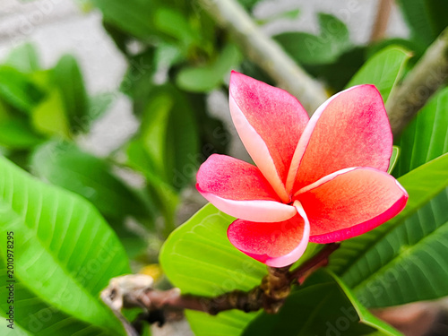 Vibrant pink plumeria flower blooming on a branch with green leaves in the tropical garden.