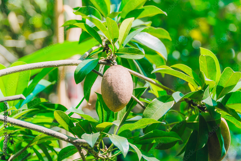 Fototapeta premium Tropical sapodilla fruit hanging from green leafy tree branch in Thailand