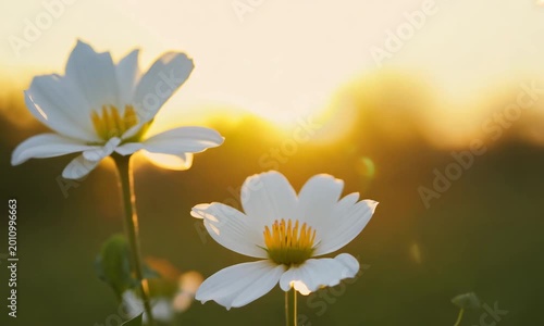 Beautiful white flowers with delicate petals gently unfurl, their pristine blossoms softly glowing in the warm embrace of sunlight