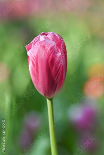 Close-up of a vibrant pink tulip in soft natural light, with gentle bokeh background highlighting fresh spring blooms and delicate petal textures.
