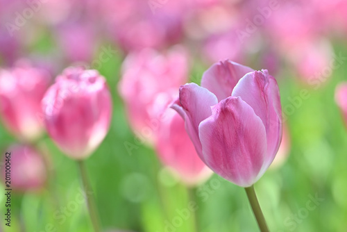 Close-up of vibrant pink tulips in soft natural light, with gentle bokeh background highlighting fresh spring blooms and delicate petal textures