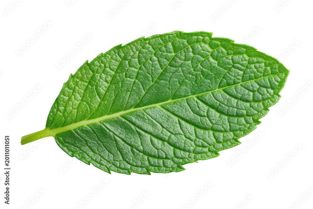 Obraz premium Single green mint leaf with serrated edges isolated on black background herb plant