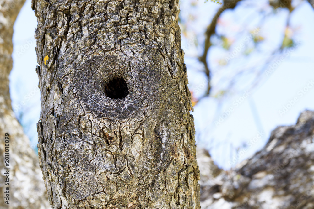 Fototapeta premium Tree trunk showing a hollow dark hole, providing a natural habitat and nesting spot for wildlife in an outdoors setting