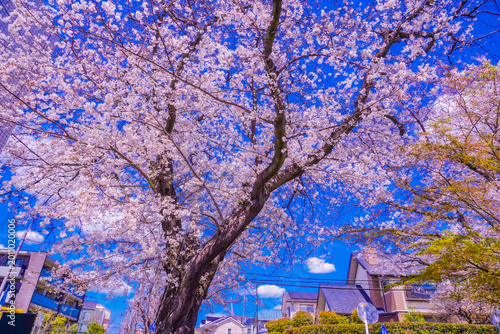 たまプラーザの桜大樹